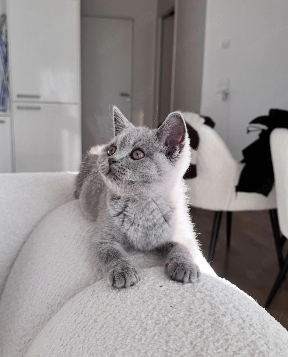 Lilac Britisch Kurzhaar Deckkater - FelV & FiV negativ