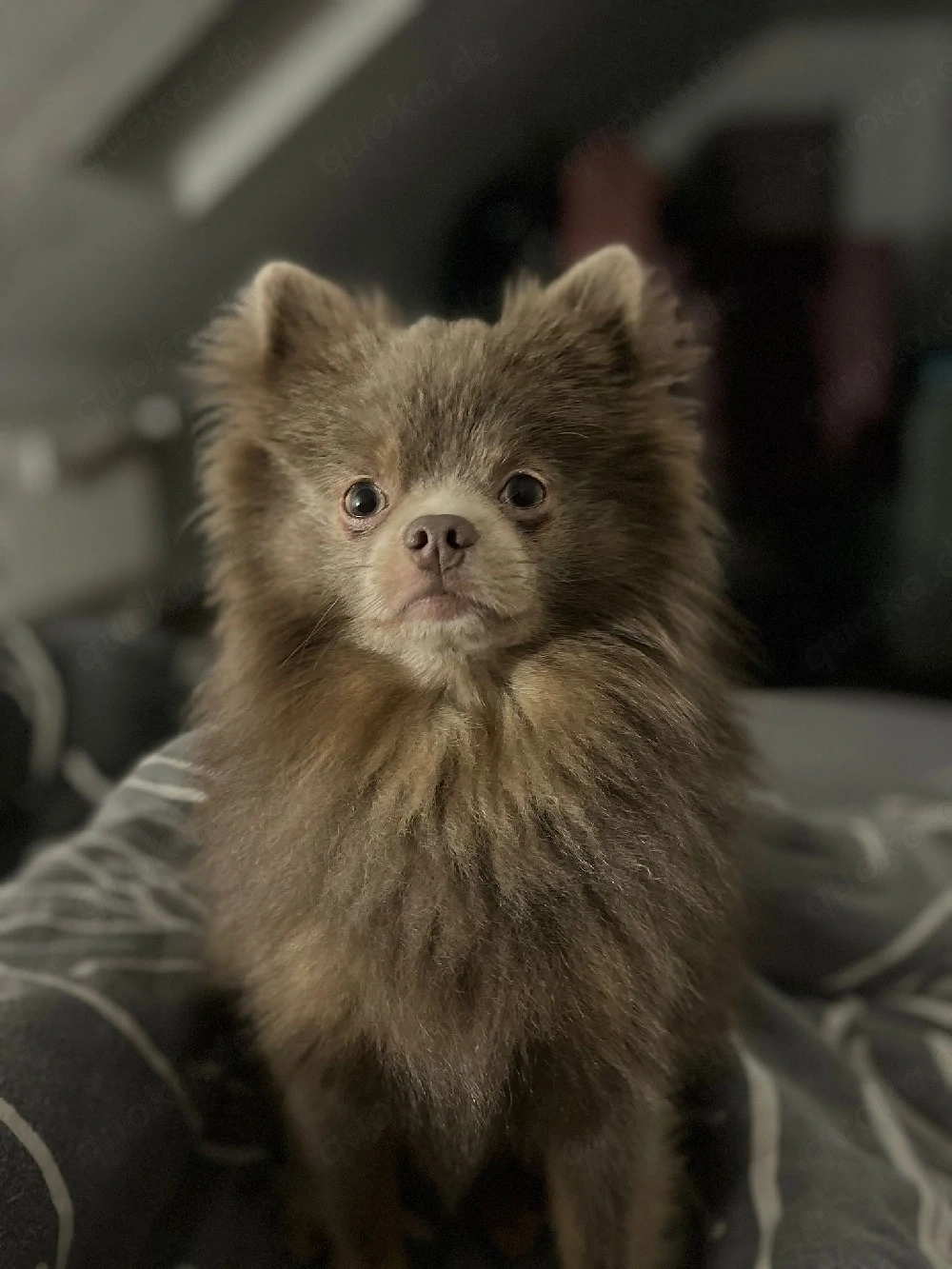 Maxi sucht ein liebevolles Zuhause.