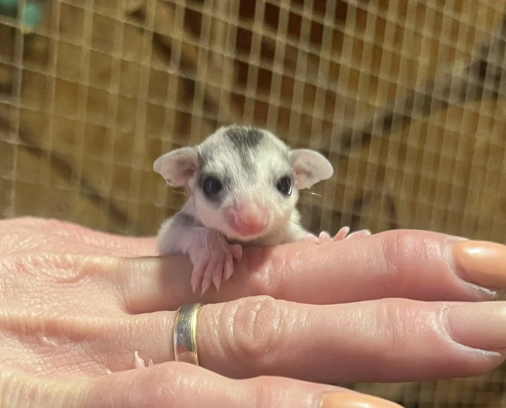 Sugar Glider in sonderfarben 