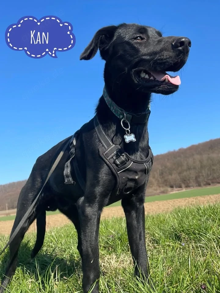Kan, bildhübscher junger Rüde, Pointer Labrador Mix