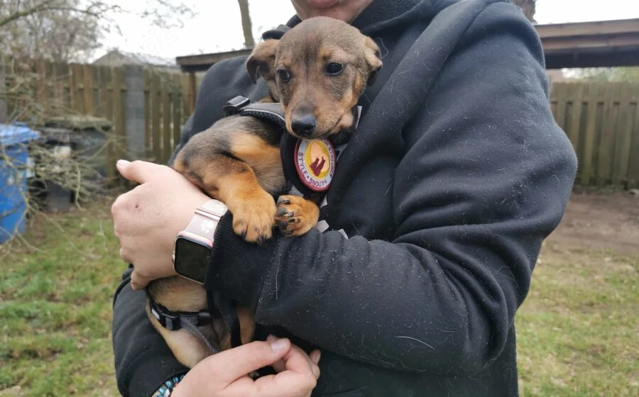 Kleine Soe sucht ein Zuhause