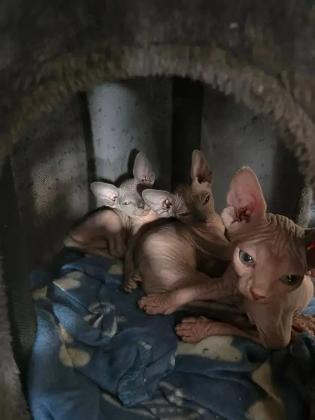 Bezaubernde Sphynx-Kätzchen