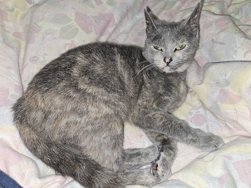 Britisch kurzhaar mix 