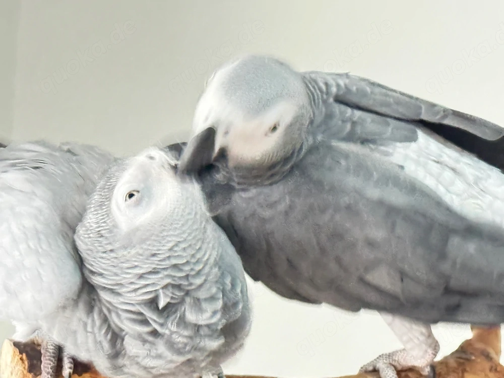 Graupapageien Pärchen
