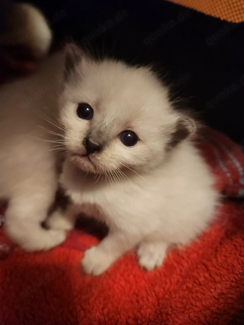 Jetzt schnell sein und reservieren   