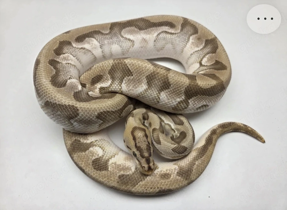 Pastave Enchi Crypton het Desert Ghost Männchen '20