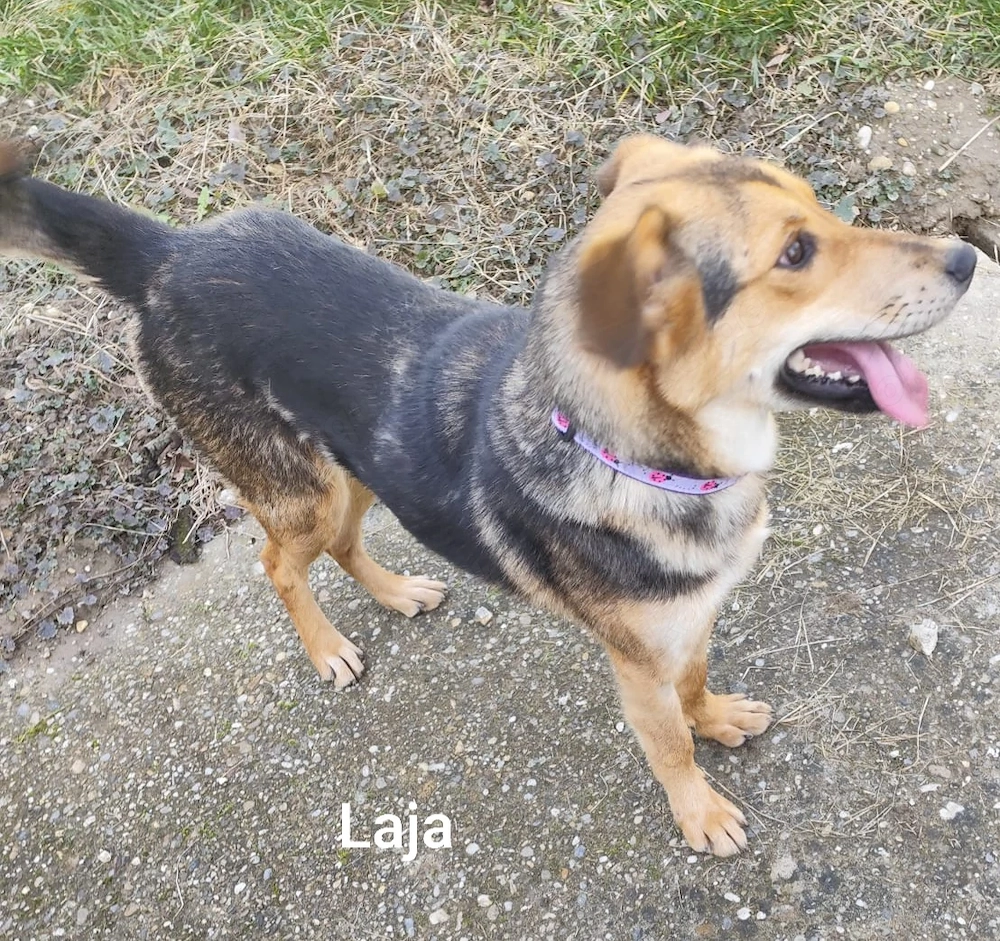 Laja, ein wahrer Sonnenschein ca. 12kg