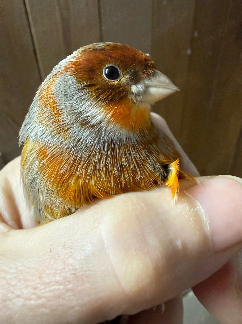 Suche Kanarien Harlekin 