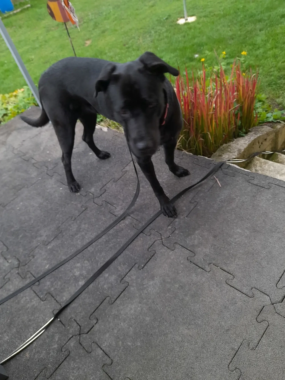 Schäferhund Corso mix