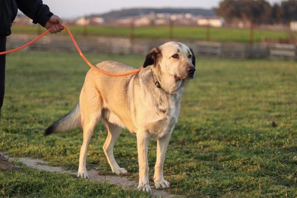 Buddy sucht ein Zuhause   Großer Hund mit großem Herz