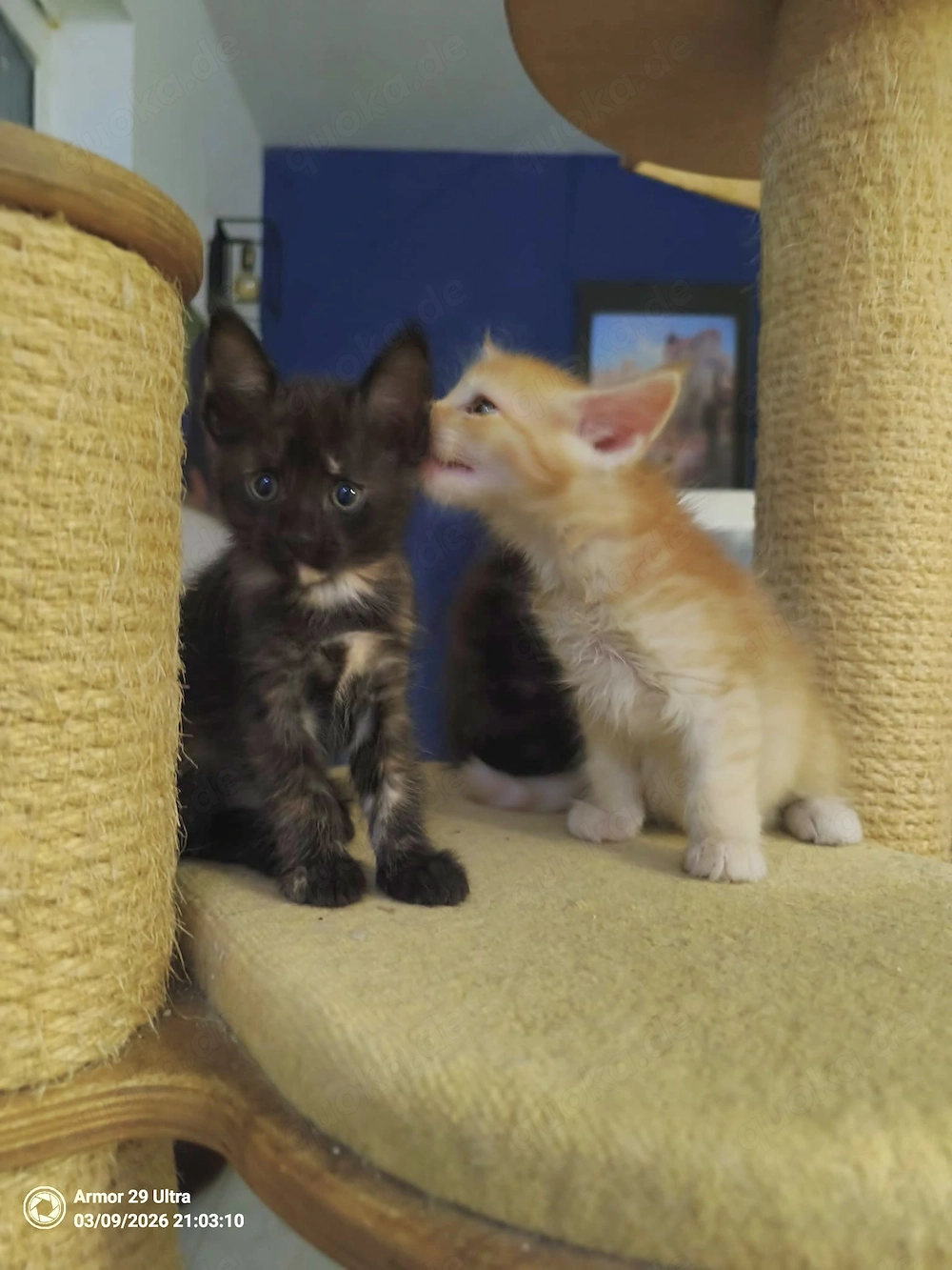 Maine Coon Mixe