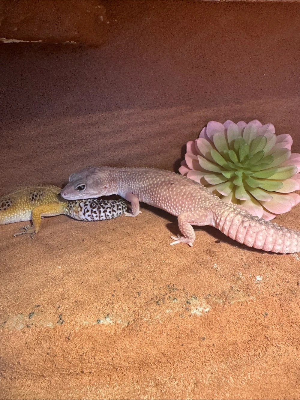 1.2 Leopardgecko mit terrarium 