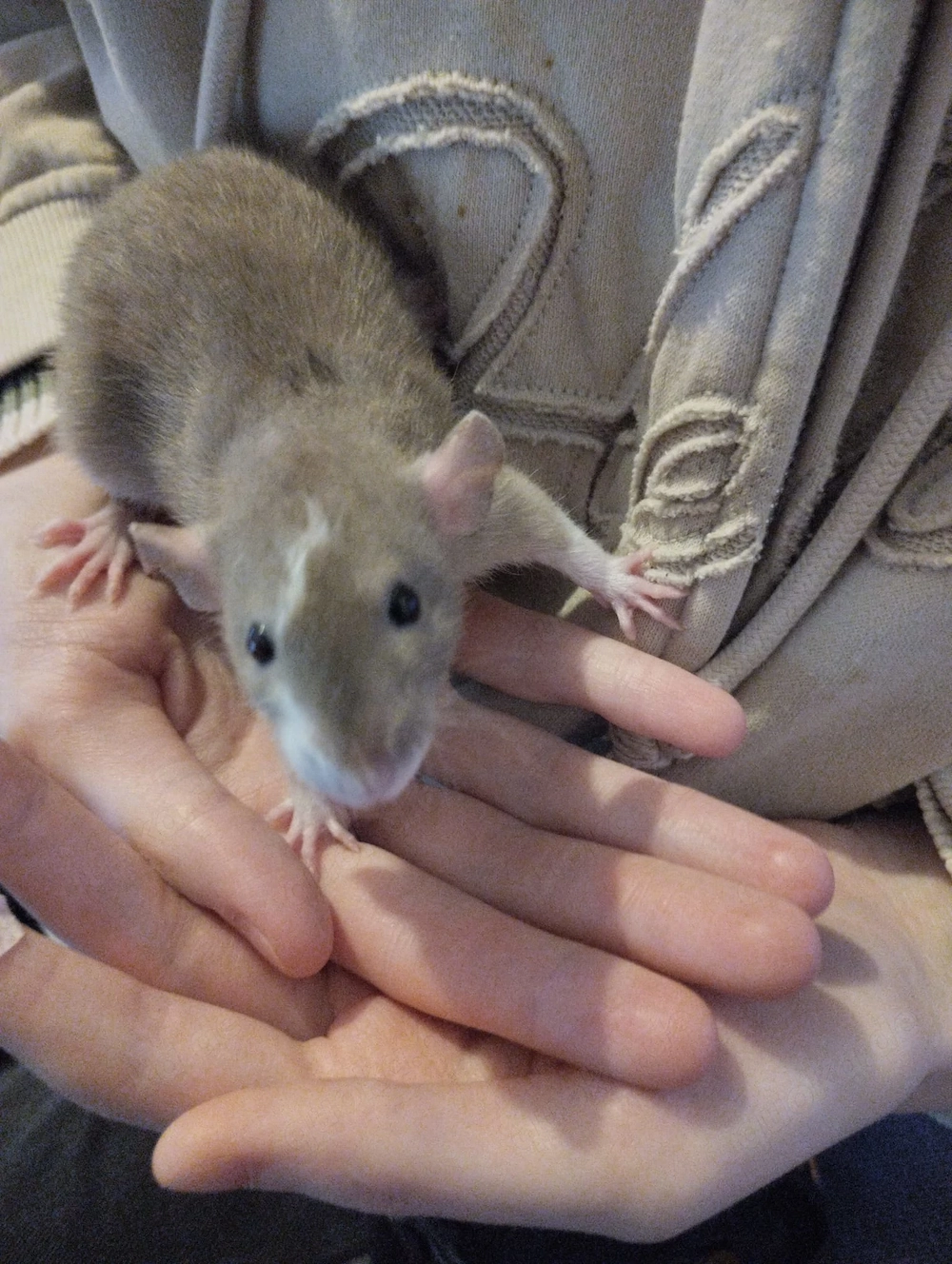 Rattenbabys