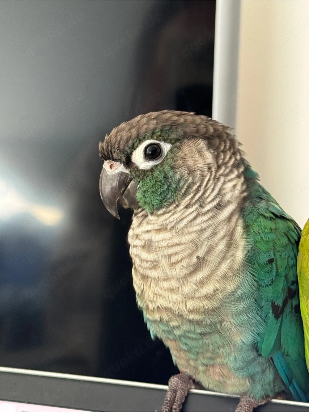 Grünwangen-Rotschwanzsittich in Türkis, Molinasittich