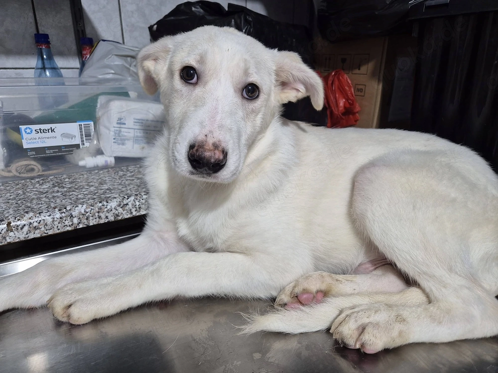 Welpenrüde 175609 sucht seine Menschen