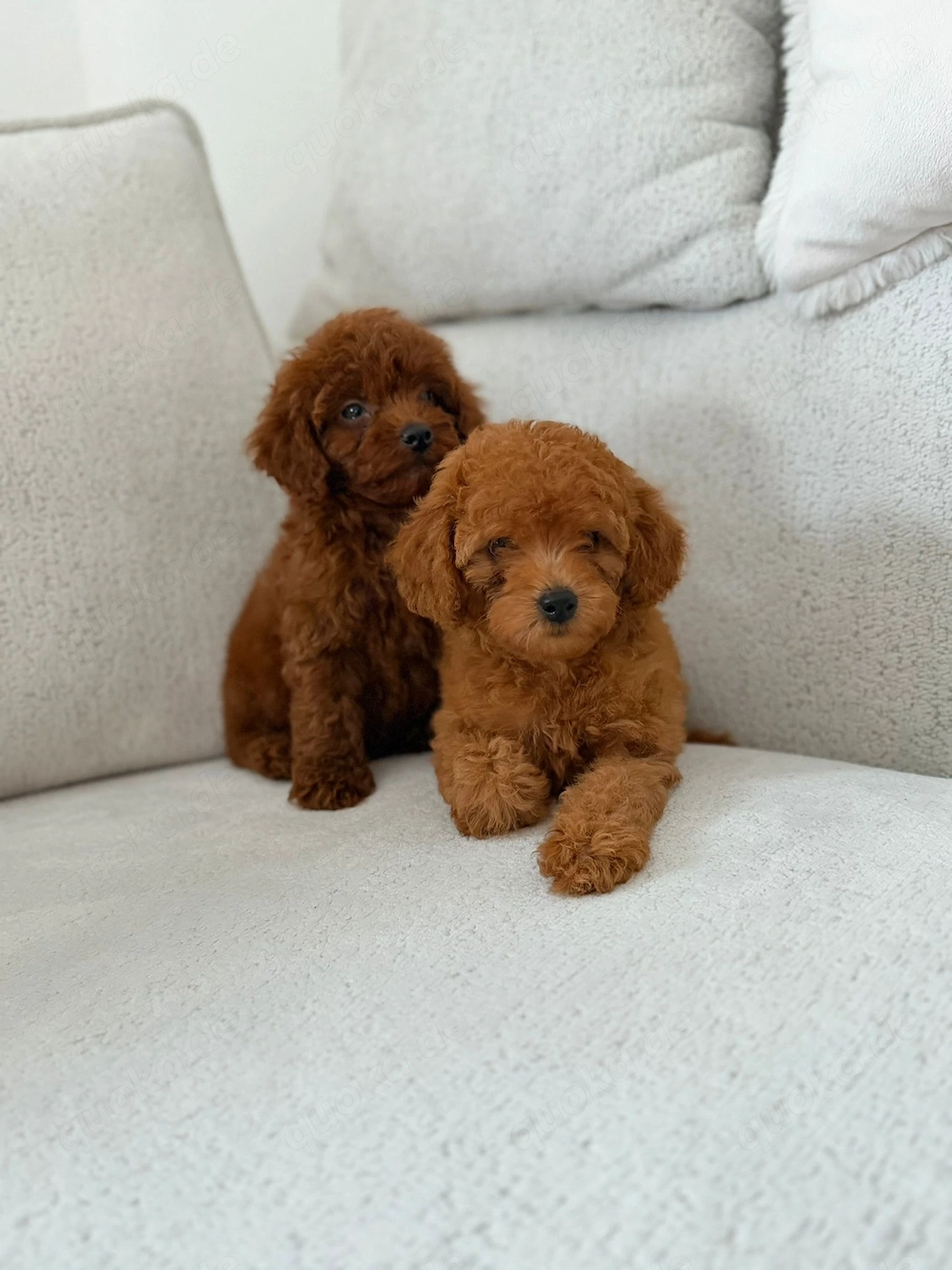 Top Pudel Welpe Preis ist zusammen !!