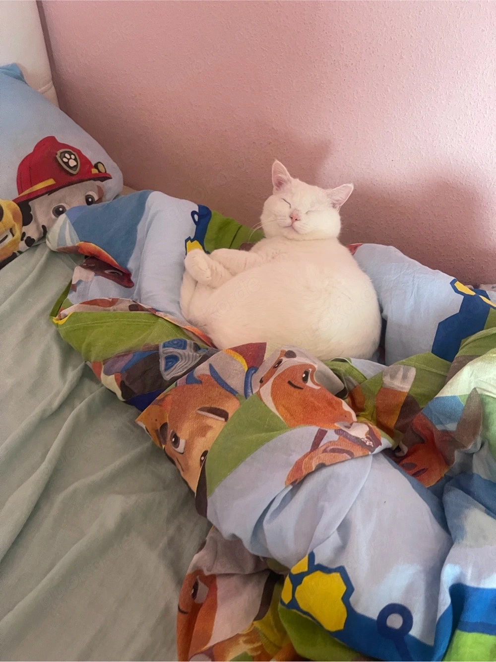 Liebvoller Kater sucht ein neues Zuhause