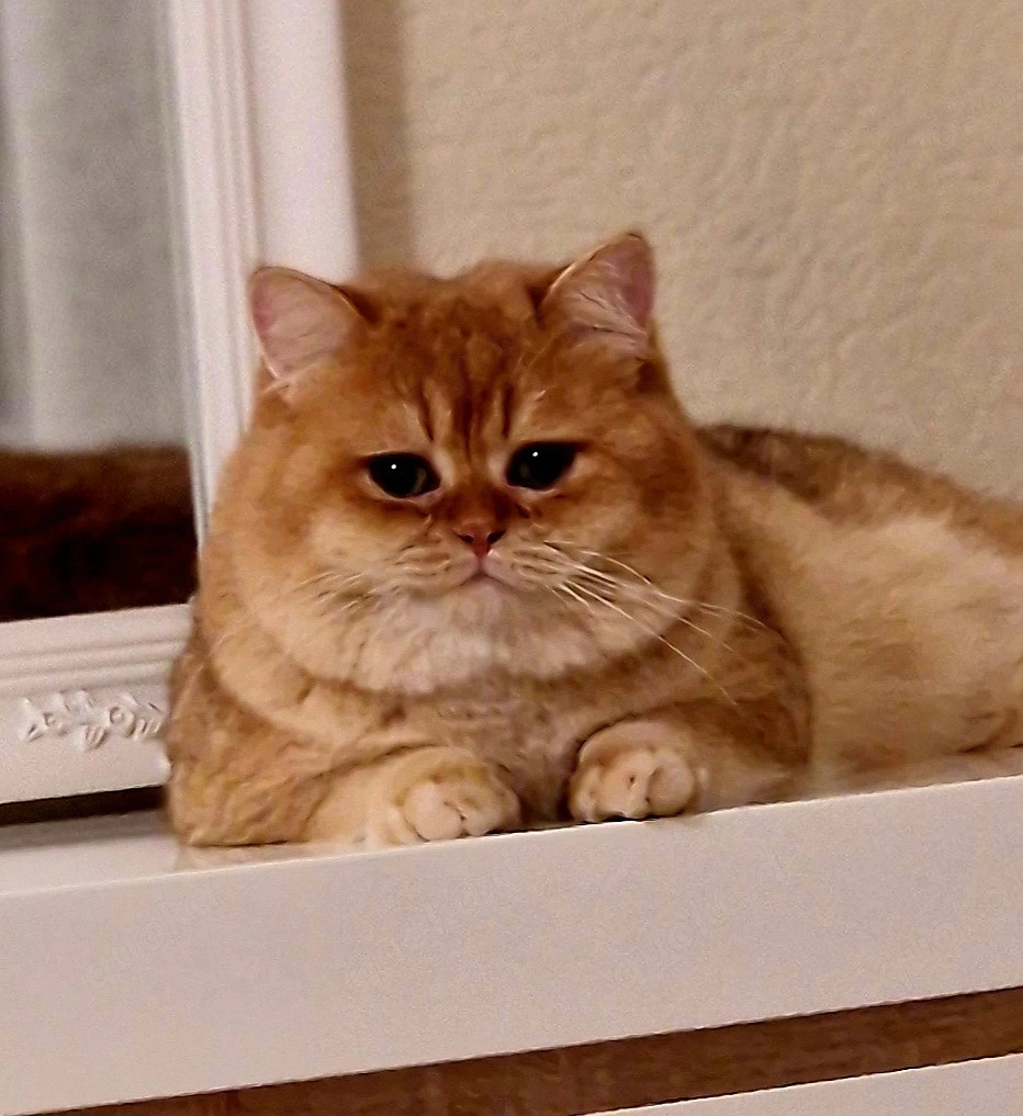 BKH Deckkater 