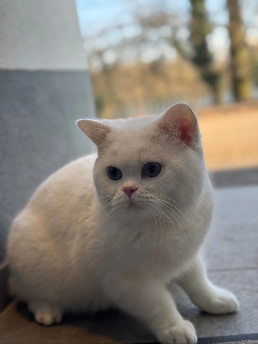 Traumhafter Kater!  2 Jahre 