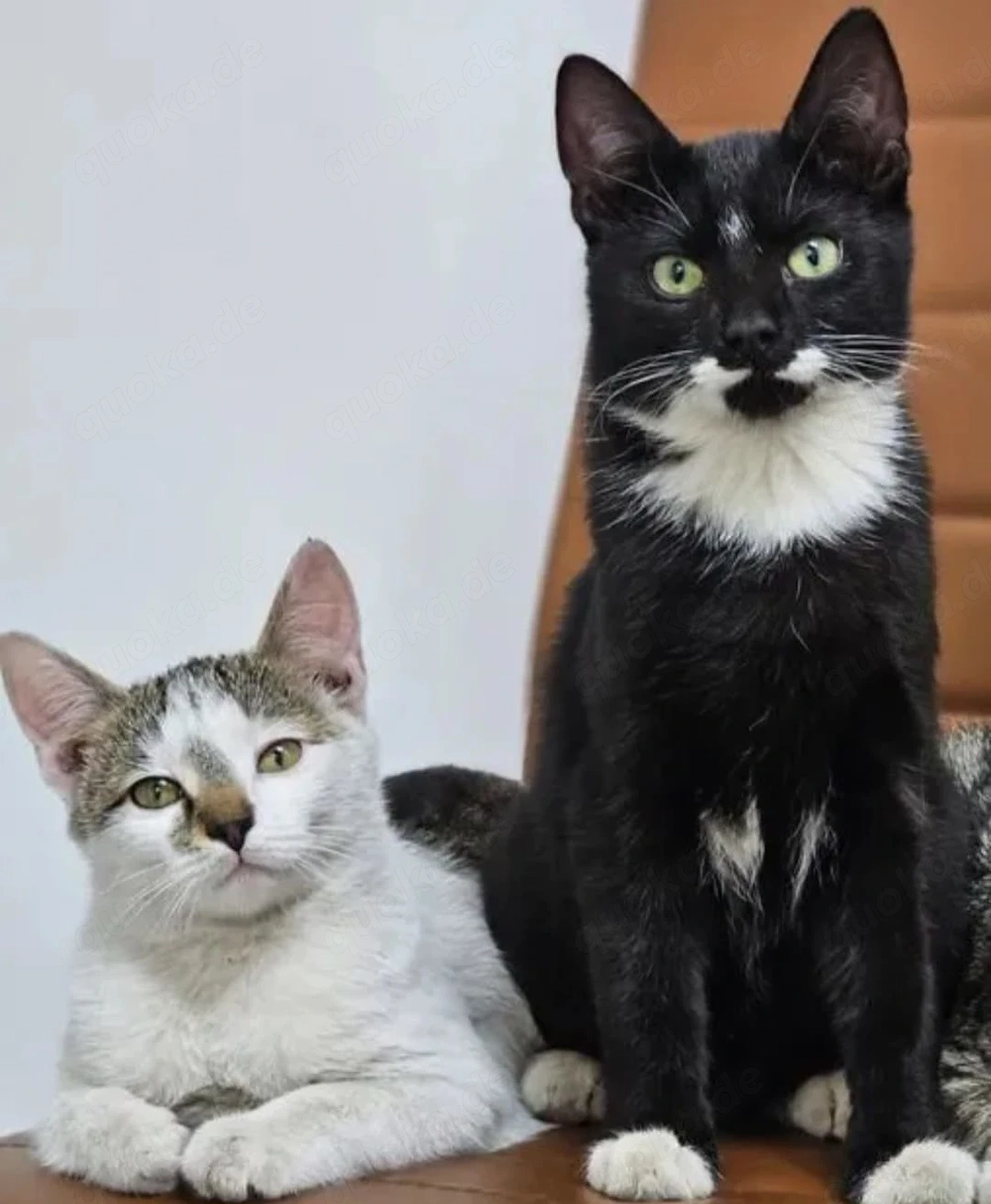 Holly & Jimmy Freundliches kinderliebes Katzenpärchen sucht verspielte Familie