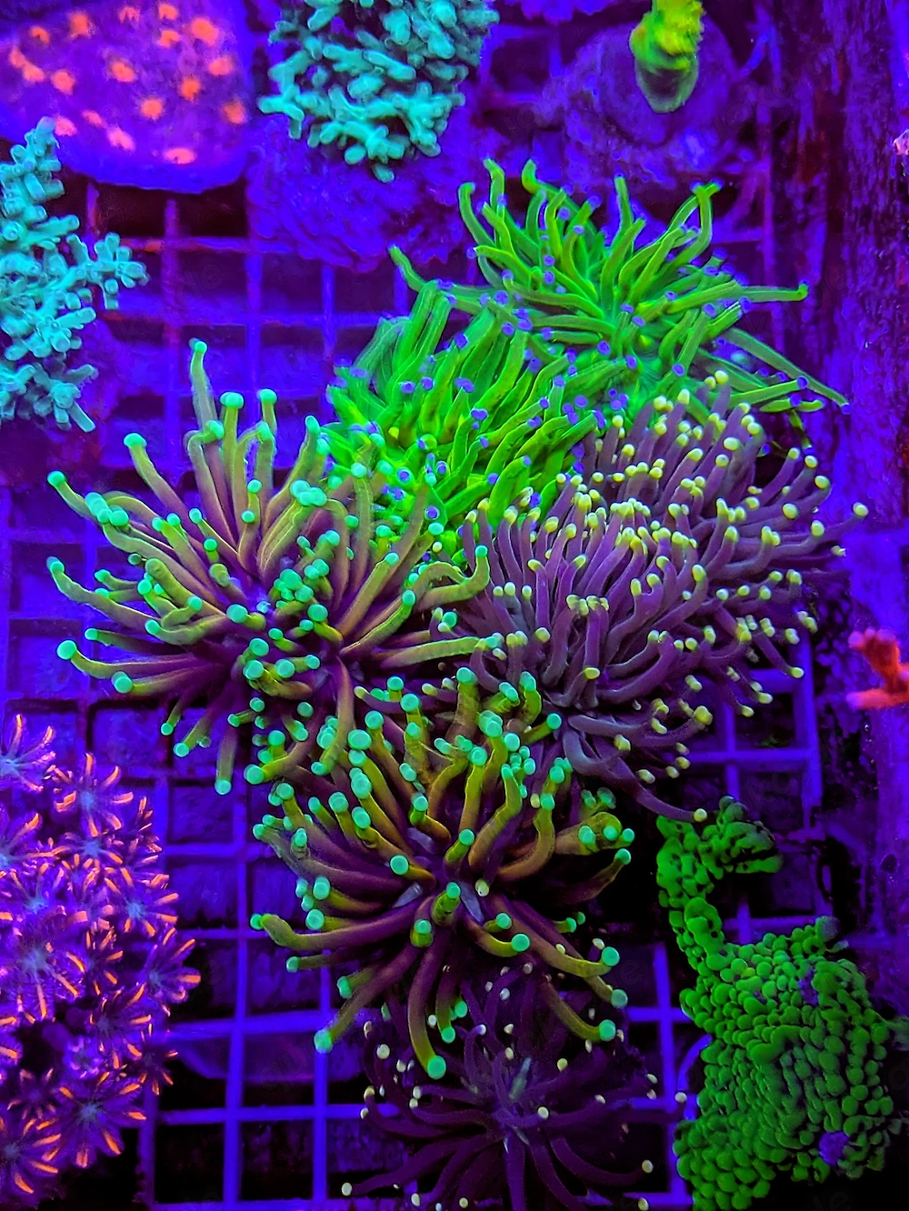 A. echinata, LPS, SPS,Goniopora, Korallen, Ableger,Acropora, Alveopora,Favia