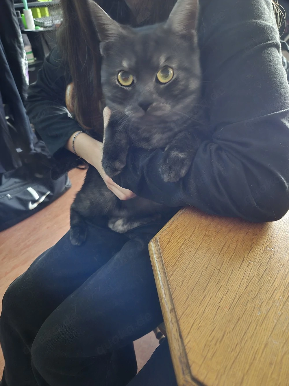 junger kater sucht neues Zuhause 