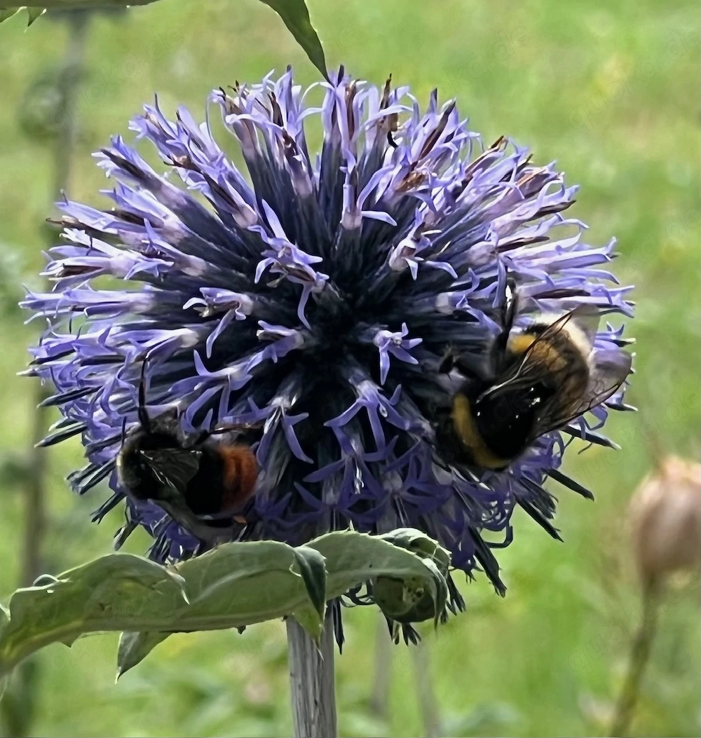 Winterharte Stauden, Kugeldistel blau, Herbstaster niedrig, Schwertlilie, Iris zart hellblau