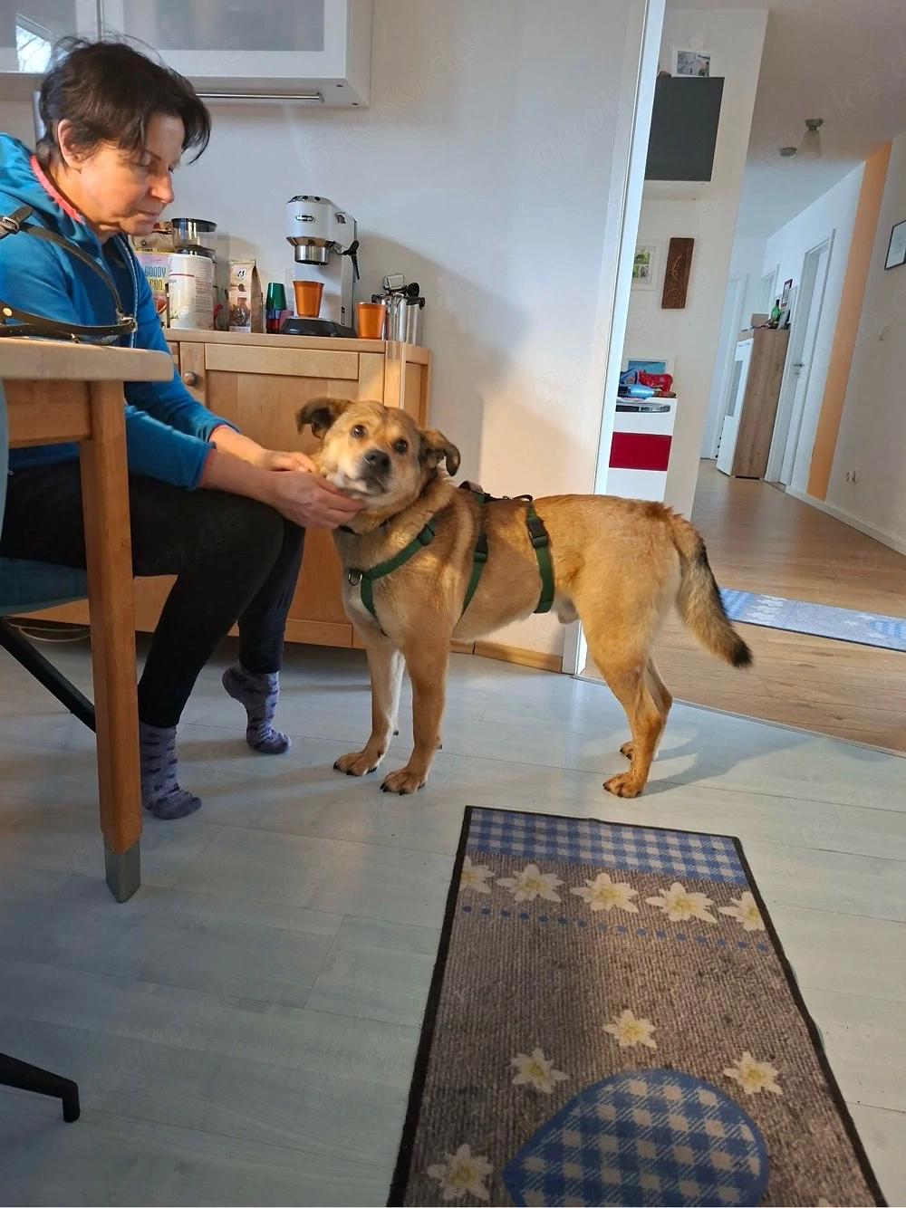 Jakob - Lustige grosse Tatze ist ein Menschenfreund