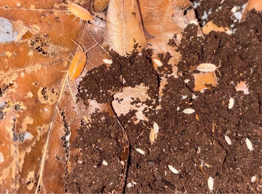 Porcellionides pruinosus  Orange 