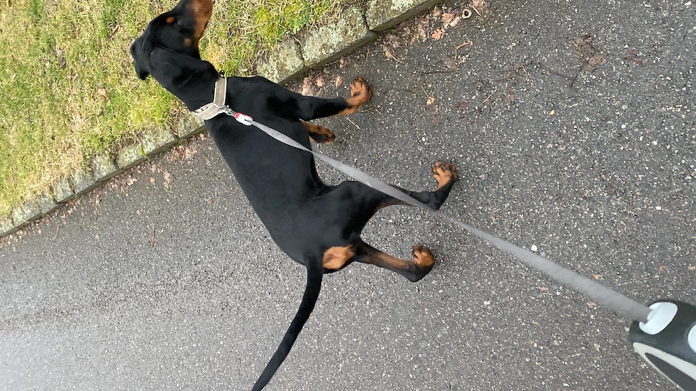 Doberman Hündin 