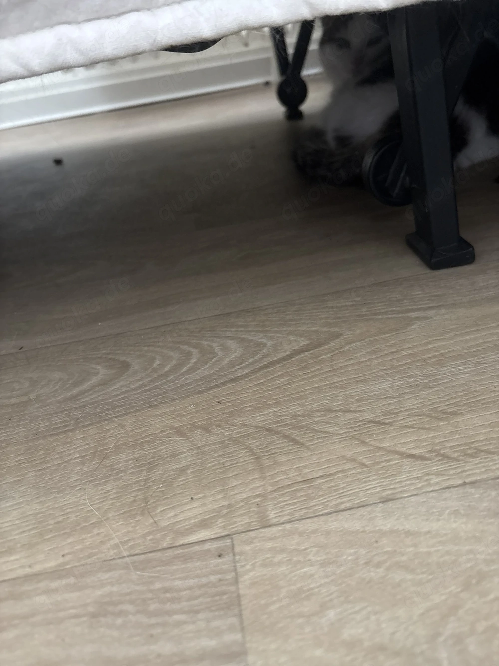 dringend: Katze abzugeben Notfall mit kleinen Kinder