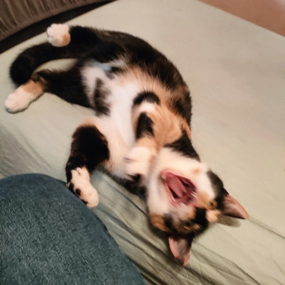 zwei süße Calico Kätzchen suchen ein neues Zuhause 