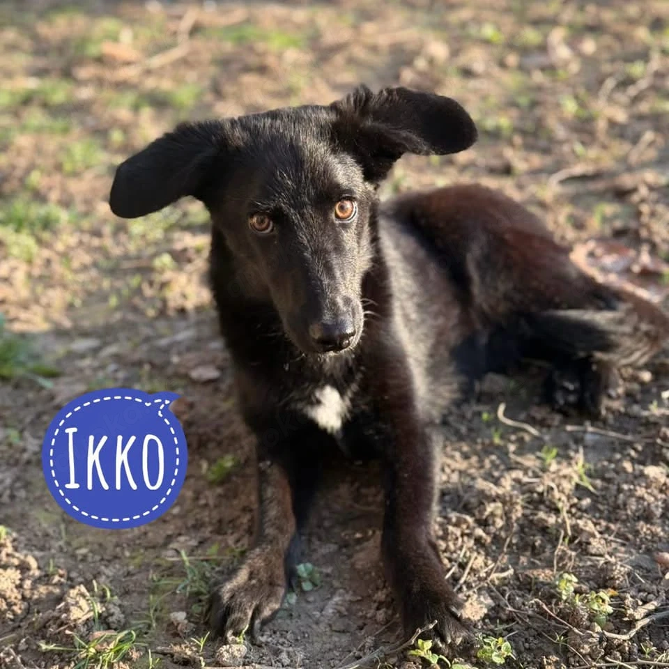 Ikko, bezaubernder Mischling, katzenverträglich, sucht dringend ein Zuhause