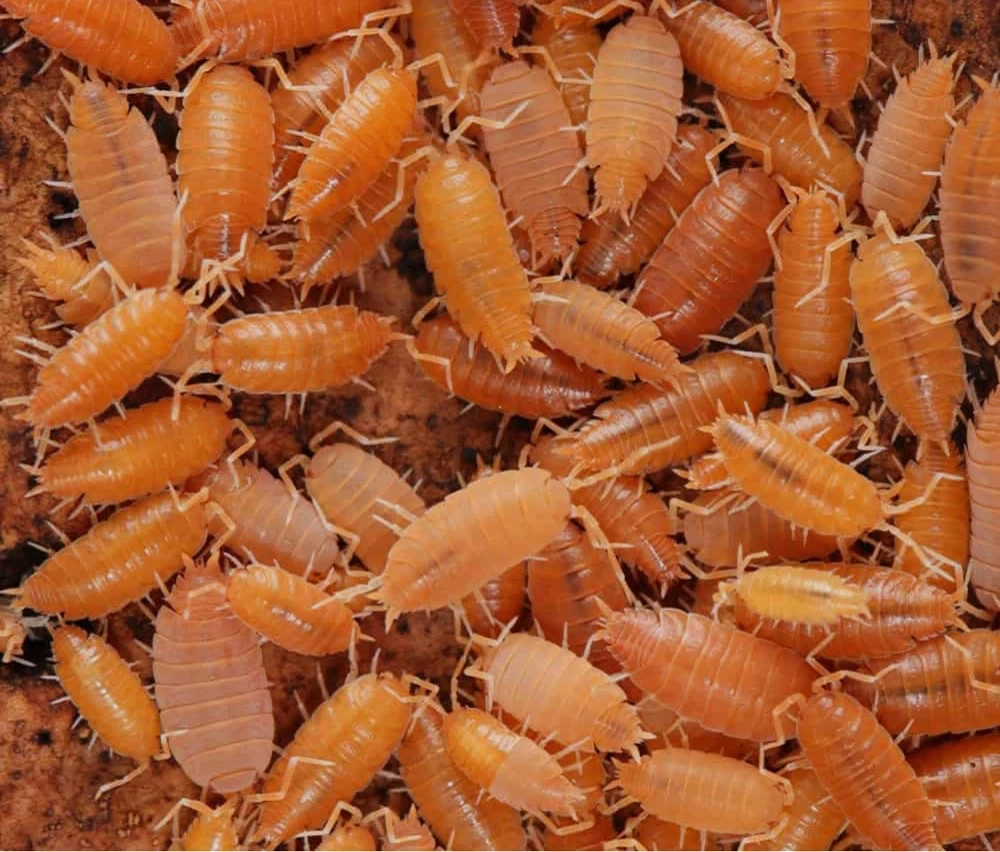 Porcellionides Pruinosus Orange 20 St.+ Zuchtansatz Assel Isopode