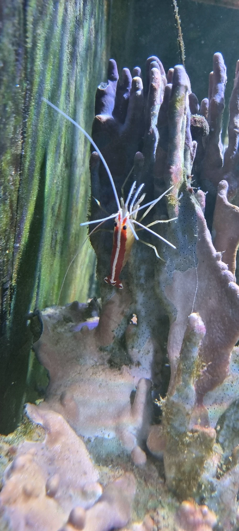 Weißbandputzer Garnele 