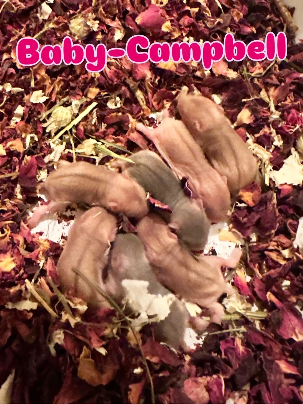 Campbell Zwerghamster