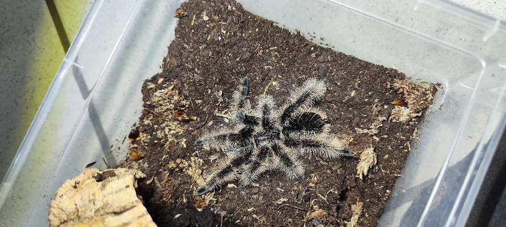 Lasiodora.Brachypelma.Harpactira.Kochiana