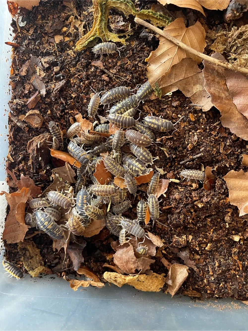 Porcellio Ornatus   Ornatus Yellow 12 St.+ Ansatz Assel Isopode