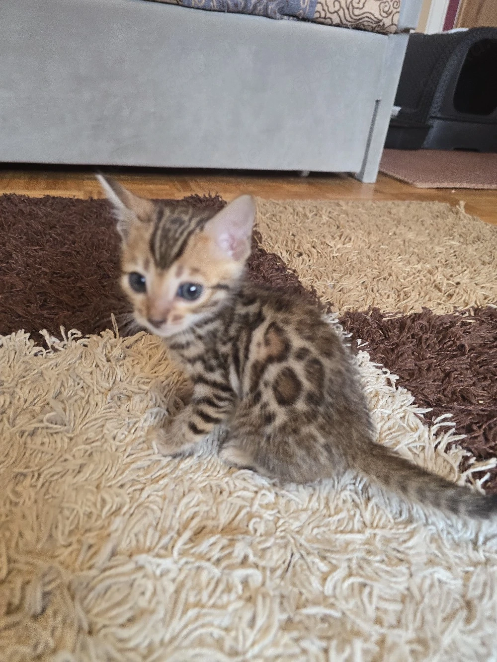 Bengal Kitten mit Stammbam Eltern 10 Tests Kitten Katze Kater 