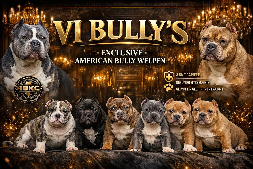 American Bully Pocket 