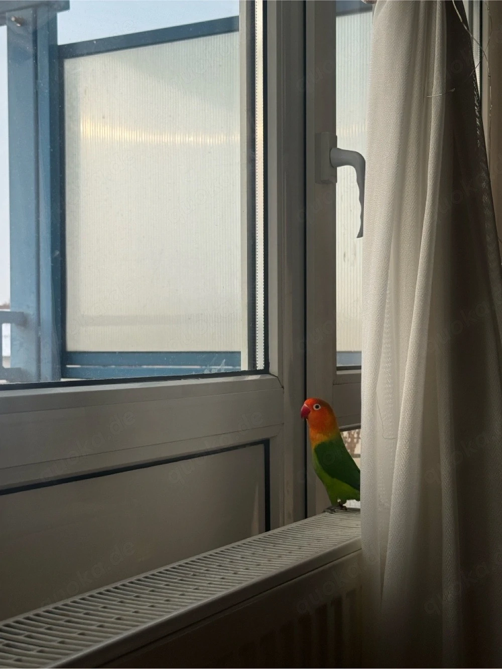 Papageien Liebende
