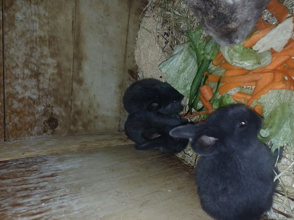 Junge Hasen zu verkaufen 