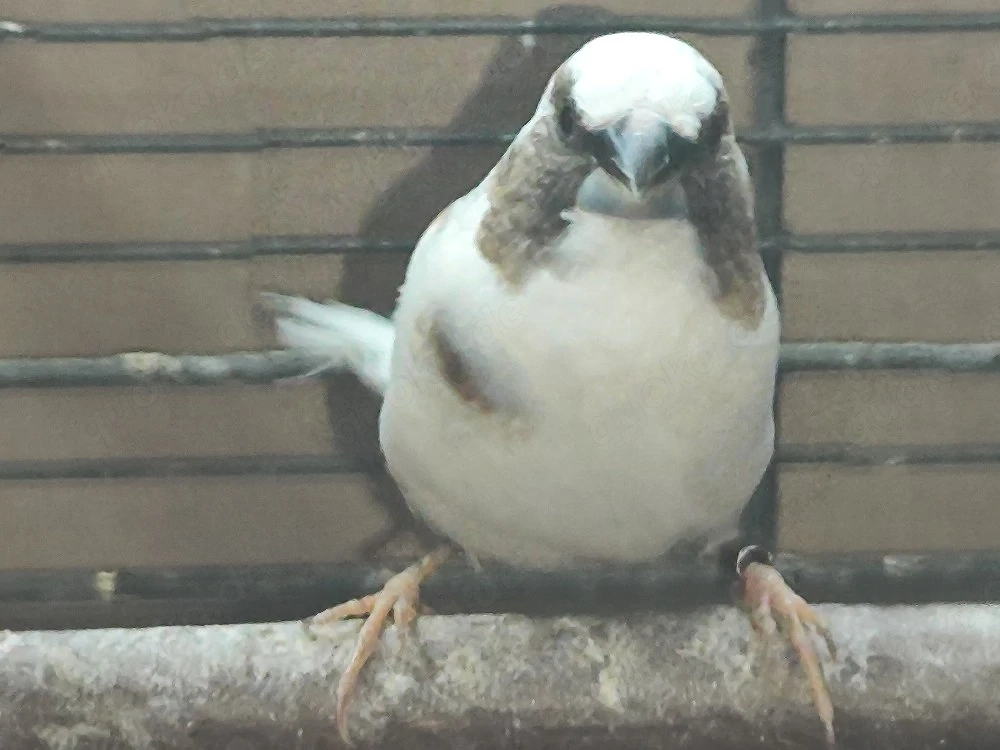 Japanische Mövchen Hähne 