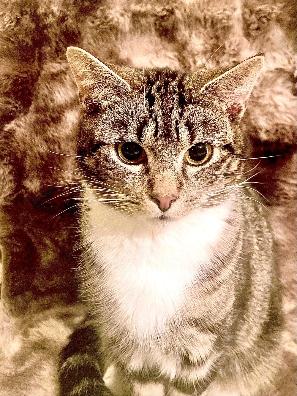 Kasimir - wunderschöner Orientalisch Kurzhaarrasse mix 