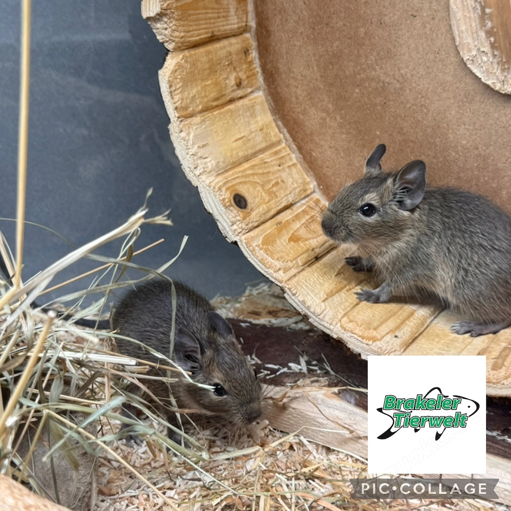 Degu Gruppe Weibchen oder Böckchen