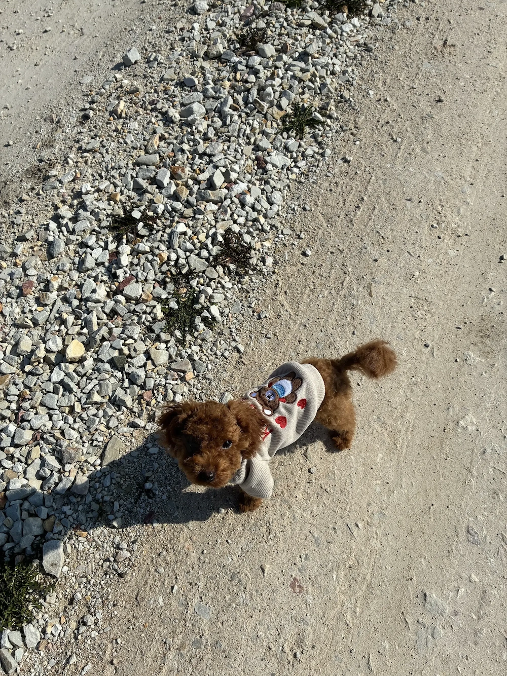 Toypudel in Red Braun 