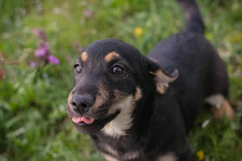 Welpe *STUPPS* - Der kleine Hundemann ist auf der Suche nach einem lieben Zuhause