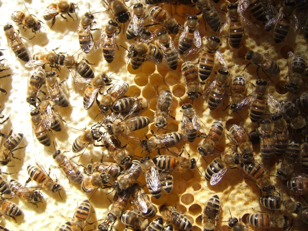Bienen-Ableger
