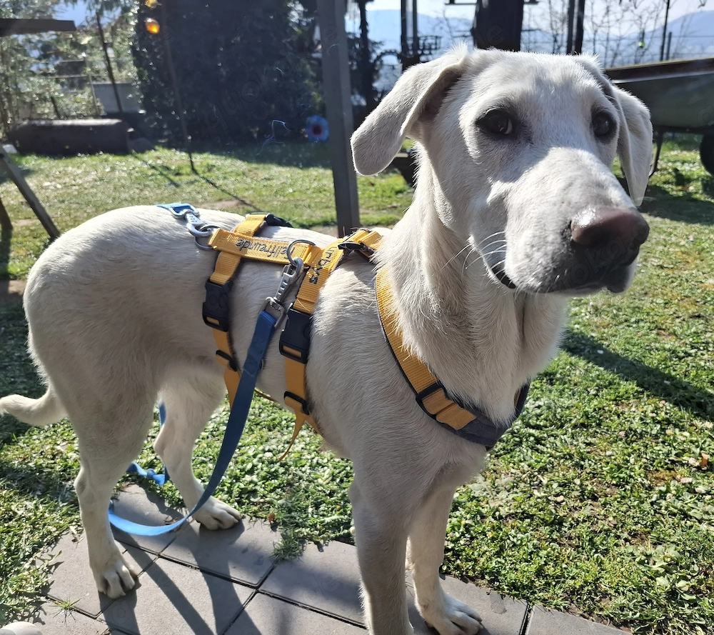 Cosmo Abruzzischer Schäferhund Mix 5 Monate  Tierschutzverein 