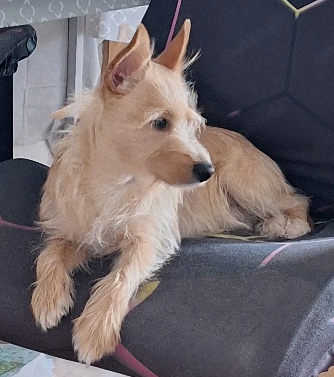 Junger Rüde sucht neue Menschen 